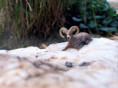 /album/fotogalerie-moje-outside-prace-/2a7d5112-af8a-4d0b-9254-6daaeb9c5273-jpg/