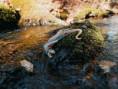 /album/fotogalerie-dinosauri/bc45e8b9-a117-4330-9bbc-5e9cf7d1292d-jpg/