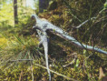 /album/fotogalerie-dinosauri/1daab624-8d35-4162-a635-68178629e50c-jpg/