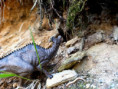 /album/fotogalerie-dinosauri/7f8f001b-8fde-48ac-bf49-c030403e51b2-jpg/
