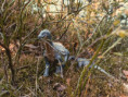 /album/fotogalerie-dinosauri/03a9560a-6f6c-4aed-a803-b04cb7981055-jpg/