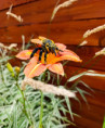 /album/fotogalerie-moje-outside-prace-/img-20260728-074658-jpg/