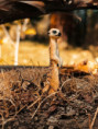 /album/fotogalerie-moje-outside-prace-/6a7d331b-70b8-4bb6-be23-81893f5a2eb7-jpg/