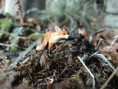 /album/fotogalerie-moje-outside-prace-/b1824ecb-f15b-4361-9162-8b4bb6663991-jpg/